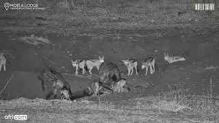 Jackals Mating at Wildebeest Kill Amid Hyenas