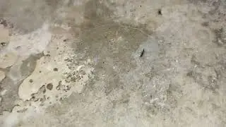 Nature Fest: Rare slim black ant not the normal black ant. Is this species born due Global Warming?