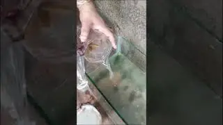 Bottle fish trap | Filu zilu nest