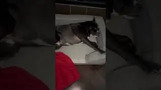 Boxer Pug Puppy Bed Time Tuck In.  #dogtraining #puppy #dogs #doglover #doglife