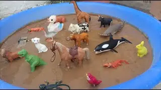 Safari animals & zoo Animals Adventure for interactive Learning - DWH Animals
