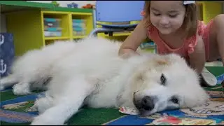 These Once Rescued Dogs Now Bring Healing to Child Abuse Survivors