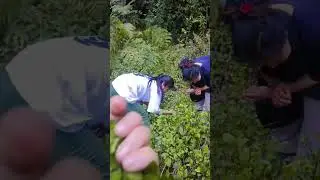 healthy food // wild organic vegetables#shorts #foryou #viral #shortvideo #video #music #trending