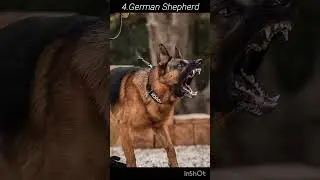 Eng jahldor itlar | The most angry dogs Top-10