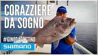 🗣 Traina col vivo: Canna Tyrnos Trolling lite in azione
