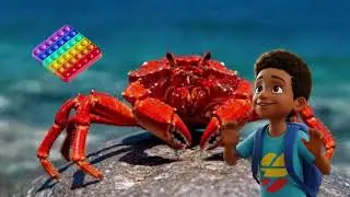 SNOW CRABS Elijah;s interesting sea fact of the day!