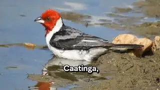 Galinho de campina muito diferenciado demais 🌵🌵