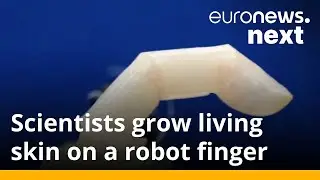 Scientists put living skin on robot that can heal when cut and has wrinkles too