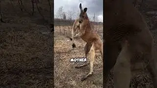 Never do this to a baby kangaroo!