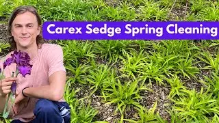 Sedge Carex Spring Cleaning - How to