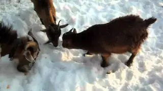 Galeazza Goats: Tortillas? Fiesta!