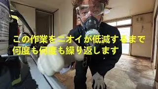 ネコのオシッコ臭を消す動画