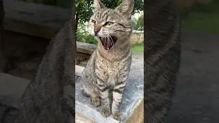 Sweet gray brown tabby cat, very friendly, with limits 😹
