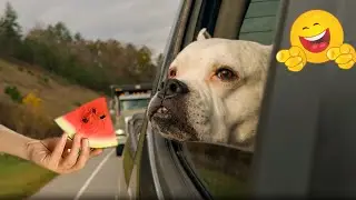 Crazy Animals Destroying Things| Funny Animal Fails