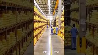 Banana Fiber Yarn Production in Modern Factories