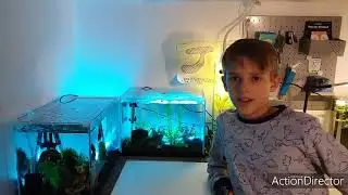 Breeding Endler Guppies and Raising Fry Fast