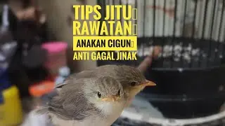 Rawatan anakan cigun anti gagal jinak