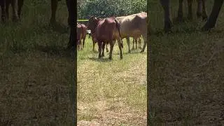 Free range cows are healthier #cow #grazing #youtubeshorts #cattleranch #shorts #cattlefarm