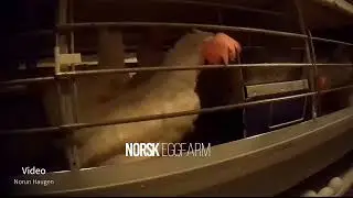 Burh&oslash;ns i Norge