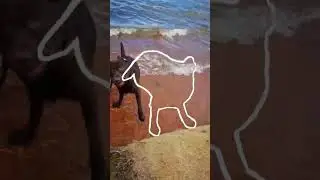 The Outline Trend ( running dog viral tiktok) #shorts