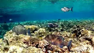 Blue sea chub (Kyphosus cinerascens) and Brown chub, Синий морской голавль и Коричневый голавль