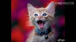 New sms tone 2020 /cat sms tone/new message tone
