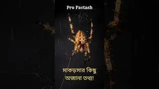 amazing facts about spider #shorts #facts #spider