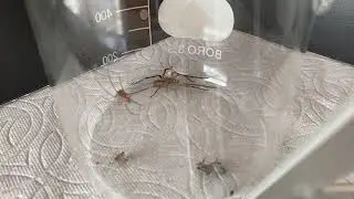 Time lapse on Zoropsis spinimana vs house spider