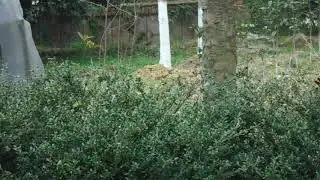 MOV04473黑臉 白頰噪鹛+2015廠