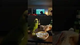 🦜 Niegrzeczna papuga Brody &ndash; &bdquo;Ona jest w domu, UCIEKAJ!&rdquo; #wirusowe #papuga #śmieszne #papugabrody...