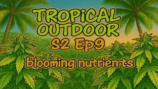 Blooming Weed Nutrients Homegrown Cannabis Thailand 2025 Outdoor Marijuana grow S. 2 Ep. 8 #BudHead