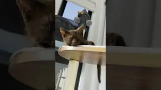 Sliten sleep #viral #new #song #2023 #youtubeshorts #art #mehndi #trending #video #natural #catlover