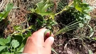 Свинорой пальчатый, или пальчатник (лат. C&yacute;nodon d&aacute;ctylon) Cynodon dactylon, known as Bermuda grass