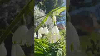 Summer Snowflakes Flowers | Birds Chirping in Nature #thepeacefulworldearth #thepeacefulearthshorts