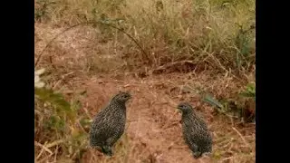Easy Deep Hole Quail & Bird Trap,How to Catch Quail in Cambodia