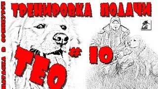 Тео. Тренировка подачи #10 / Gundog Training in Orenburg, Russia.
