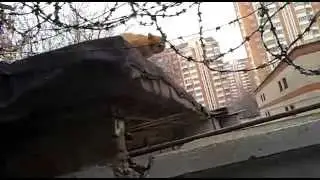 Рыжий кот покинул пост
