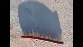 Incredible Millipede :) - Zap!