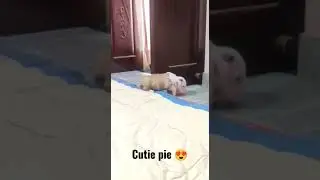 Cute puppy learning how to walk properly 😍 #shorts #puppy #bulldog