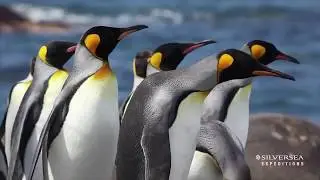 What to Expect from a Luxury Antarctica Expedition Cruise? Most Common Questions Answered