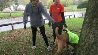 Running with a rescue dog at a Parkrun