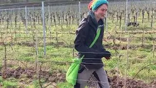 H&auml;ngen der Pheromone/Sch&auml;dlingsbek&auml;mpfung/ Bio Weingut Sektgut Wilhelmshof Roth Ochocki Siebeldingen