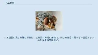 ハエ亜目