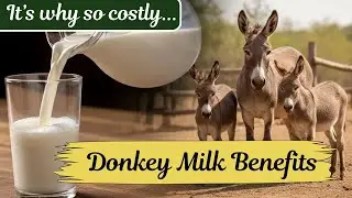 கழுதை பால் பயன்கள் | இயற்கை ஆரோக்கிய நன்மைகள் | Donkey Milk Benefits | Natural Health and Wellness