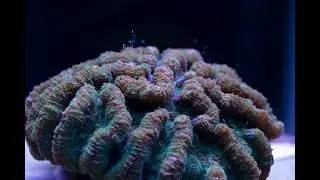Cactus Coral Spawning