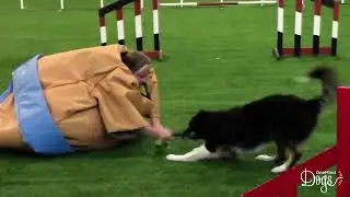 Dog agility in sumo suits!! OneMind Dogs Coaches take up the challenge