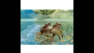 caranguejomitraculos algueiro peixemarinho reefsafe aquariomarinho   #aquarium #reefinhouse
