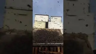 Bees robbing honey from frame time lapse #youtubeshorts #shorts #bees #honeybee #honey #robbing