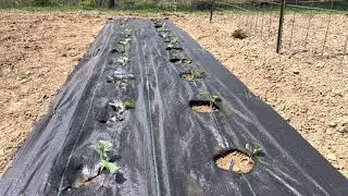 Planting broccoli and cabbage with woven weed fabric