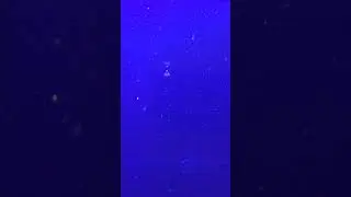 Hydroid jellyfish
